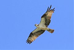 Osprey